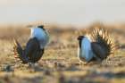 Sage grouse males compete for the premium spot on the lek in Colorado Art Print